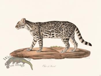 Cuvier 118 Brazin Cat